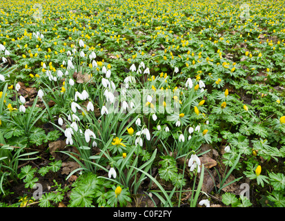 Aconitum und Schneeglöckchen Blüten auf den Wald Boden im Februar. Stockfoto