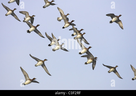 Eurasian Wigeon Anas Penelope Herde im Flug über Welney WWT, Norfolk im Dezember. Stockfoto