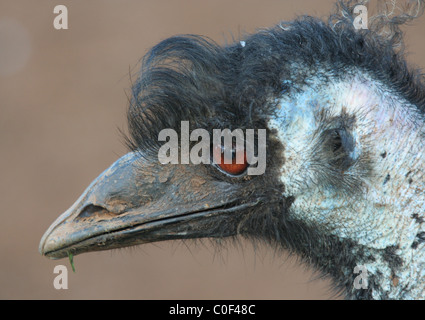 Schuss in den Kopf von einem australischen emu (Dromaius Novaehollandiae) New South Wales, Australien Stockfoto