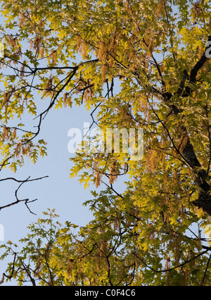 Scharlach-Eiche (Quercus Coccinea) Stockfoto