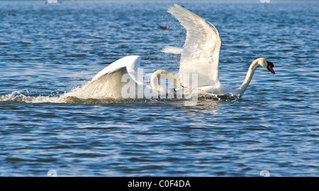 Dominierende erwachsenen männlichen Höckerschwan sein Territorium zu schützen, von einem jungen männlichen Höckerschwan Stockfoto