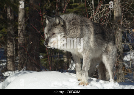 Grauer Wolf im Schnee in British Columbia, Kanada Stockfoto