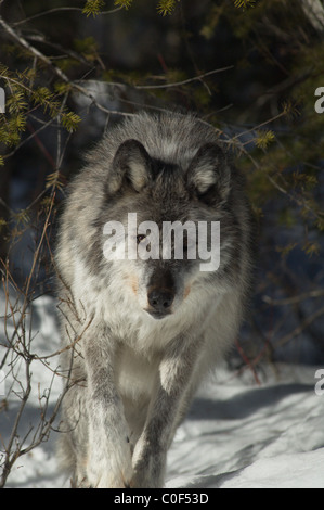 Grauer Wolf im Schnee in British Columbia, Kanada Stockfoto