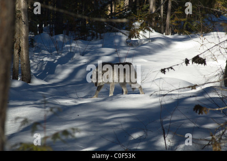 Grauer Wolf im Schnee in British Columbia, Kanada Stockfoto