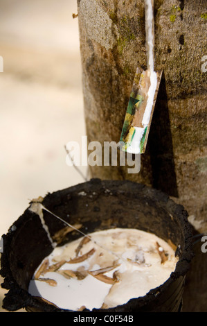 Asien, Thailand, Phang-Nga. Lokalen Kautschukplantage, tippen auf Latex vom Gummibaum. Stockfoto