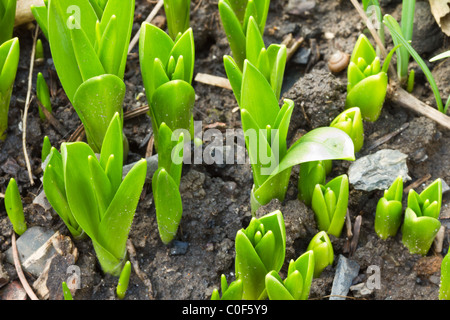 Lebendige grüne Bluebell schießt gerade erst anfangen zu durchbrechen, der Boden bereit für den Frühling. Stockfoto