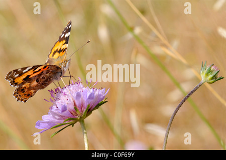 Closeup Distelfalter Schmetterling (Vanessa Cardui) Fütterung auf lila Scabiosa Blume Stockfoto