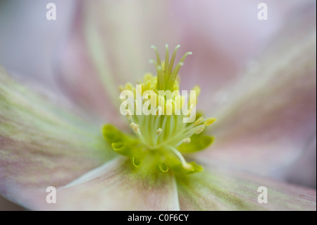 Eine Nahaufnahme einer Feder, die blühen Helleborus "Wintersonne" Stockfoto