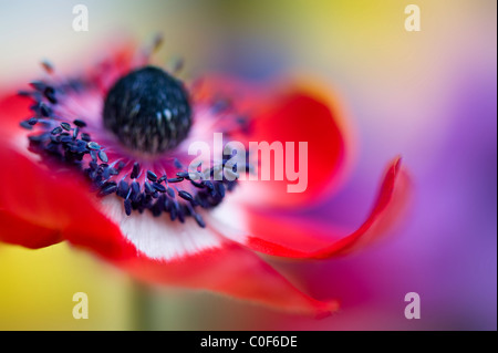 Close-up image of Anemone coronaria 'De Caen' vibrant red flower Stockfoto
