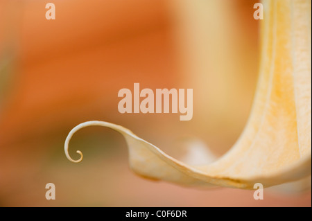 Eine Nahaufnahme der gelb/Orange Trompete geformten Blüten von Brugmansia x Candida 'Variegata' - Posaune Engels Stockfoto