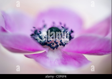 Ein lila Einzelfeder Anemone Coronaria 'De Caen' Serie Blume Nahaufnahme Stockfoto