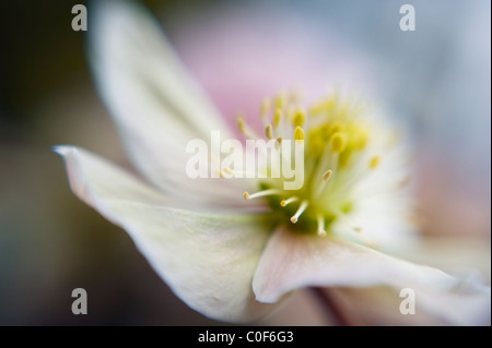 Eine Nahaufnahme einer Feder, die blühen Helleborus "Wintersonne" Stockfoto