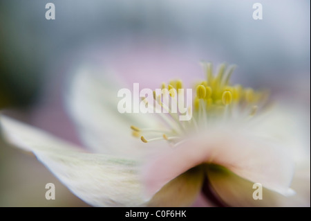Eine Nahaufnahme einer Feder, die blühen Helleborus "Wintersonne" Stockfoto