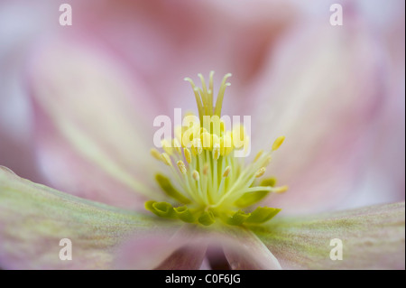 Eine Nahaufnahme einer Feder, die blühen Helleborus "Wintersonne" Stockfoto