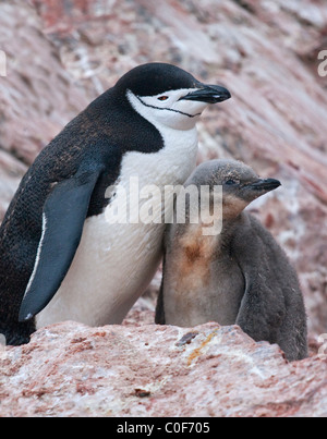 Chinstrap Pinguin (Pygoscelis antarktis) und Chick, Point Wild, Elephant Island, South Orkneys Stockfoto
