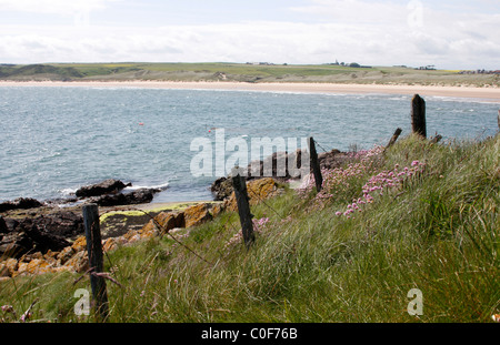 Ansicht von Cruden Bay hinter dem Hafen, Aberdeenshire, Nord-Ost-Schottland Stockfoto