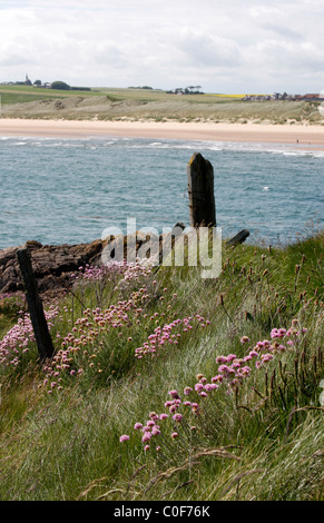 Ansicht von Cruden Bay hinter dem Hafen, Aberdeenshire, Nord-Ost-Schottland Stockfoto