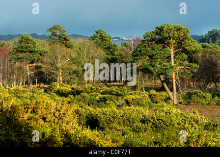 Arne RSPB Reserve im Einzugsgebiet Poole, Dorset, UK März 2007 Stockfoto