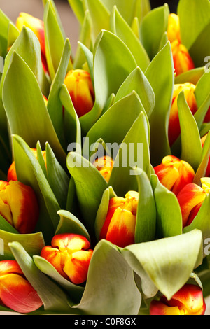 schöne Tulpen Stockfoto