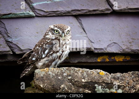 Steinkauz - Athene noctua Stockfoto