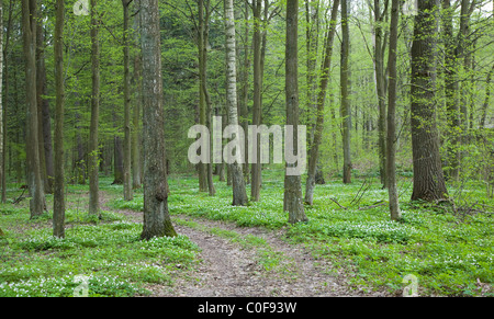 Schmalen Pfad durch frühen Frühlingswald mit Buschwindröschen rund um Stockfoto