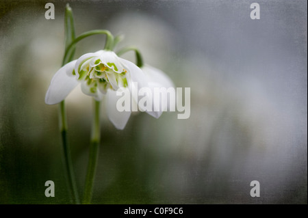 Doppelzimmer blühende Schneeglöckchen - Galanthus nivalis f. pleniflorus 'Flore Pleno' Stockfoto