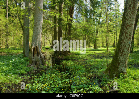 Kleinen Wald Fluss überqueren Erle Wald im Frühling Wit Marsh Marigold Blumen im Vordergrund Stockfoto