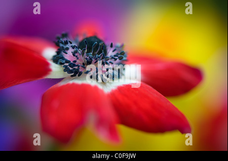 Nahaufnahme der Anemone coronaria 'De Caen 'lebendige rote Blume Stockfoto