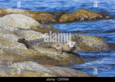 Die Robbe Phoca vitulina wurde im Juni auf Felsen bei Leebitten, Shetland Isles, ausgezogen. Stockfoto