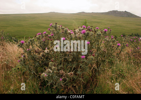 Kratzdistel (Cirsium Vulgare: Asteraceae), auf der Heide, UK Stockfoto