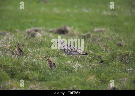 Eurasische Brachvogel Numenius Arquata Erwachsenen und zwei Küken bei Unst, Shetland-Inseln im Juni. Stockfoto