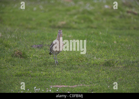 Eurasische Brachvogel Numenius Arquata Erwachsenen gehen auf Moorland auf Unst, Shetland-Inseln im Juni. Stockfoto