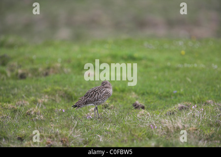 Eurasische Brachvogel Numenius Arquata Erwachsener Schlafplatz auf Moorland auf Unst, Shetland-Inseln im Juni. Stockfoto