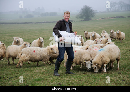 Adam Henson Cotswolds Bauern füttern seine Schafe auf Adams Hof. BBC Countryfile TV-Moderator mit seinen Schafen. Stockfoto