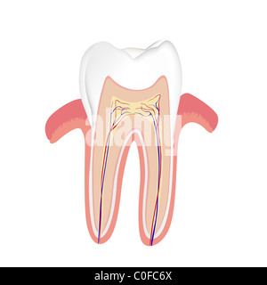 Menschlichen Zahn Stockfoto