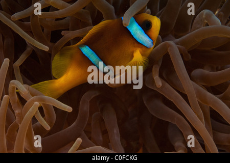 Unter Wasser Fotografie eine rote Meer oder zwei gebändert Clownfische (Amphiprion Bicinctus) in einer Anemone Stockfoto