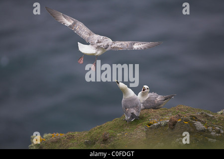 Am nördlichen Fulmar Fulmarus Cyclopoida im Flug bei Sumburgh Head Klippen, Mainland, Shetland-Inseln im Juni. Stockfoto