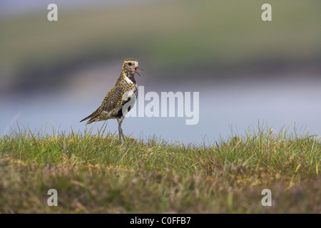 Eurasian Golden Plover Pluvialis Apricaria anzeigen auf Moorland auf Fetlar, Shetland Isles im Juni. Stockfoto