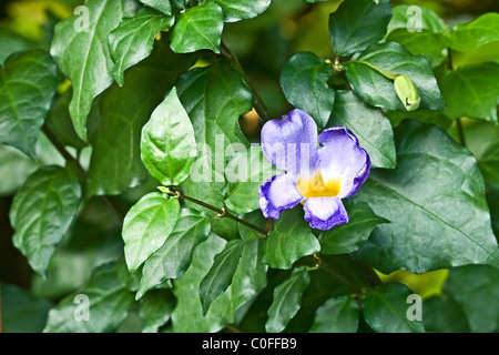 Thunbergia Erecta Kings Mantel Leben Pflanze lebendige lila Trompete geformte Blumen zwischen den Blättern Stockfoto