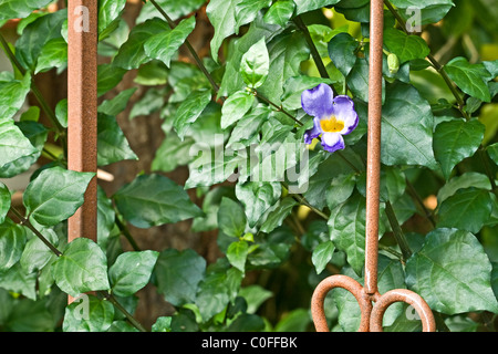 Thunbergia Erecta Kings Mantel Leben Pflanze lebendige lila Trompete geformte Blumen zwischen den Blättern Stockfoto