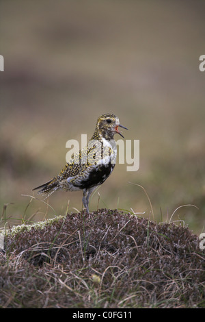 Eurasian Golden Plover Pluvialis Apricaria anzeigen auf Moorland auf Fetlar, Shetland Isles im Juni. Stockfoto