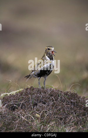 Eurasian Golden Plover Pluvialis Apricaria anzeigen auf Moorland auf Fetlar, Shetland Isles im Juni. Stockfoto