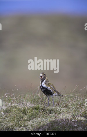 Eurasian Golden Plover Pluvialis Apricaria anzeigen auf Moorland auf Fetlar, Shetland Isles im Juni. Stockfoto