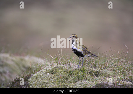 Eurasian Golden Plover Pluvialis Apricaria anzeigen auf Moorland auf Fetlar, Shetland Isles im Juni. Stockfoto