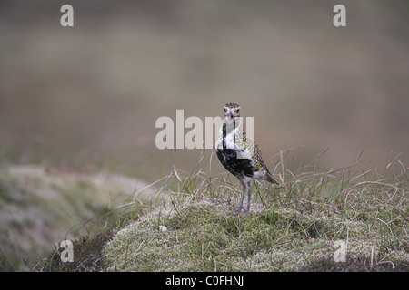 Eurasian Golden Plover Pluvialis Apricaria anzeigen auf Moorland auf Fetlar, Shetland Isles im Juni. Stockfoto