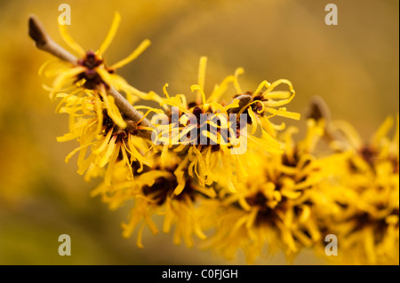 Hamamelis Mollis, chinesische Zaubernuss blüht Stockfoto