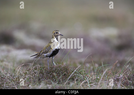 Eurasian Golden Plover Pluvialis Apricaria auf Moorland auf Fetlar, Shetland-Inseln im Juni. Stockfoto