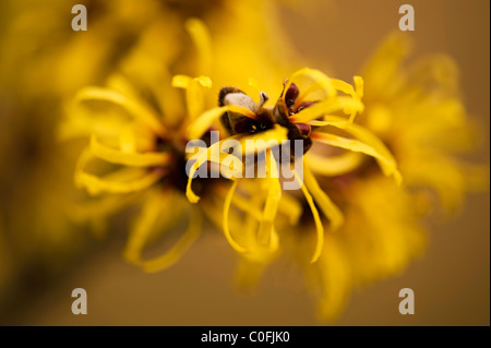 Hamamelis Mollis, chinesische Zaubernuss blüht Stockfoto