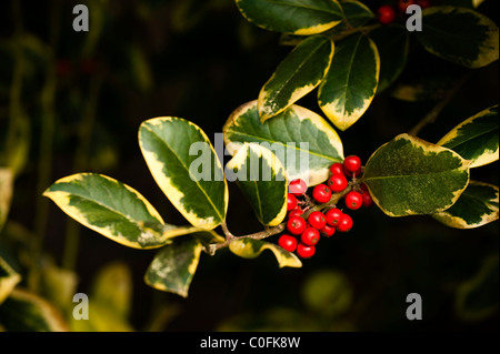 Ilex X altaclerensis 'Golden King', bunte Highclere Holly im Winter Stockfoto