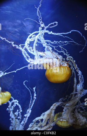 Eine riesige gelbe und weiße Qualle im dunklen blauen Wasser schwimmen Stockfoto